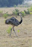 Greater Rhea